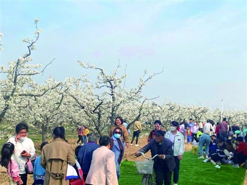 每年4月,正是阳信赏梨花的黄金时节